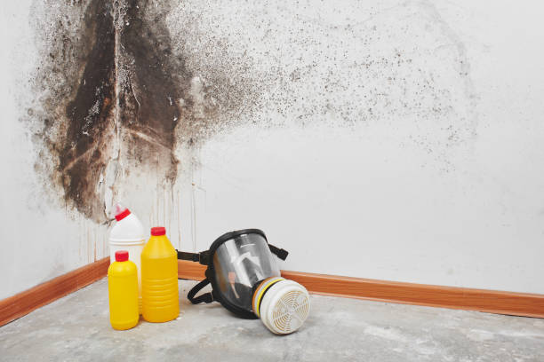 Home Mold Removal in Dovesville, SC