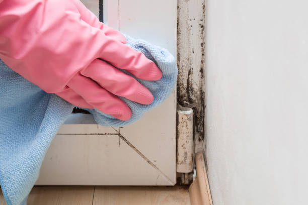 Mold Removal and Inspection in Dovesville, SC