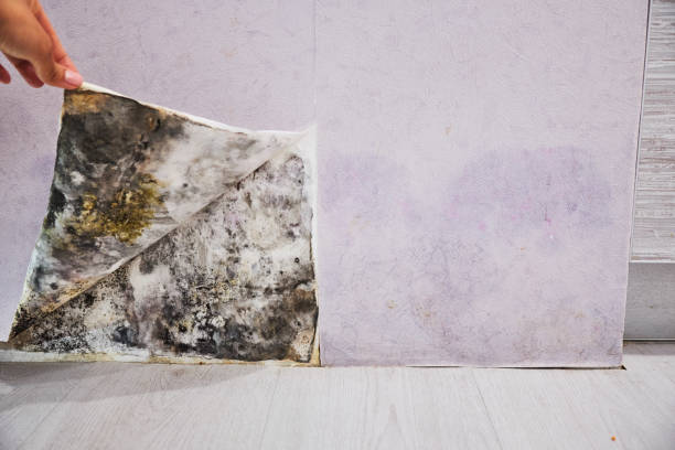Best Local Mold Removal Service  in Dovesville, SC